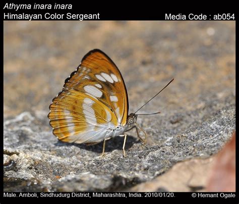 Athyma inara | Butterfly