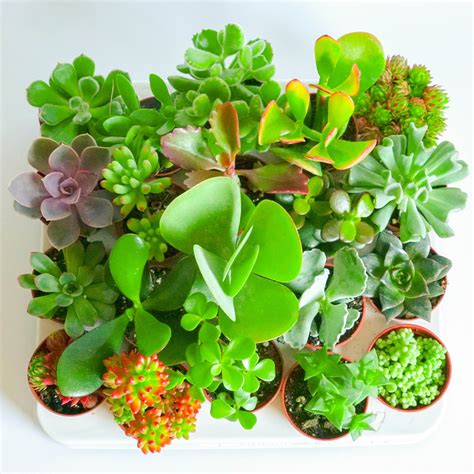 Live Mixed Succulent Plants Indoor Open Terrariums Wedding - Etsy UK