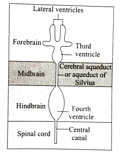 Iter or cerebral aquiduct or aquiduct of sylvius
