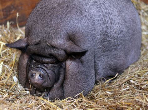 huge pigs | Huge Pig photo - Lee Rudd photos at pbase.com | Pigs ...