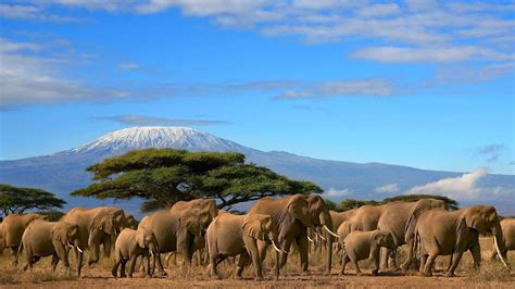 Wildlife In Kenya