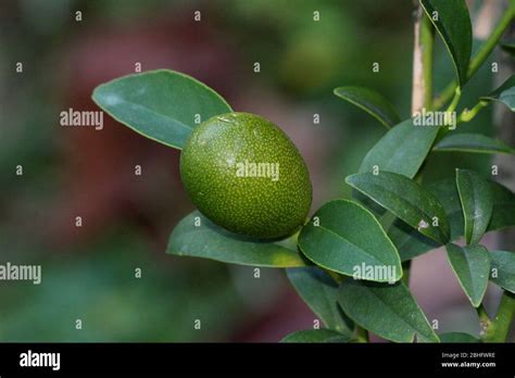 Green cumquat hi-res stock photography and images - Alamy