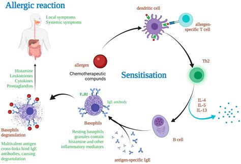 Allergy in Cancer Care: Antineoplastic Therapy-Induced Hypersensitivity ...