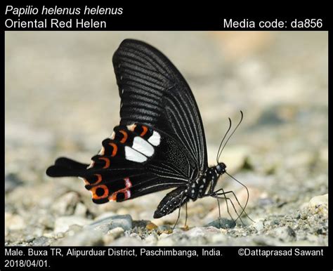 Papilio helenus | Butterfly