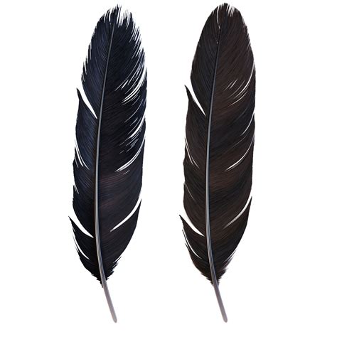 Crow Feathers: Unveiling Their Spiritual Significance for Native Americans