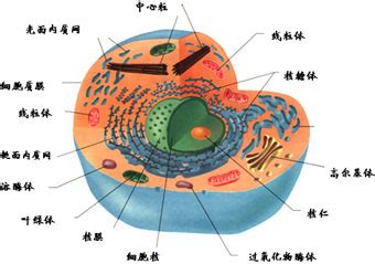 细胞核的结构特点-单核细胞的结构特点_补肾参考网
