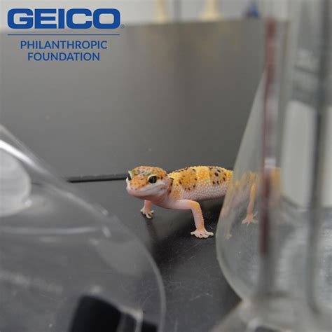 Laura Baltz on LinkedIn: Thanks to GEICO Philanthropic Foundation for ...