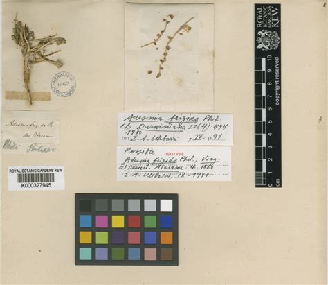 Adesmia frigida Phil. | Plants of the World Online | Kew Science