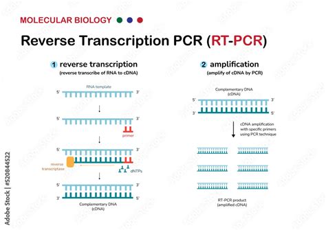 Image result for Reverse Transcriptase PCR Steps