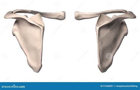 Anatomy of shoulder bone stock illustration. Illustration of bone ...