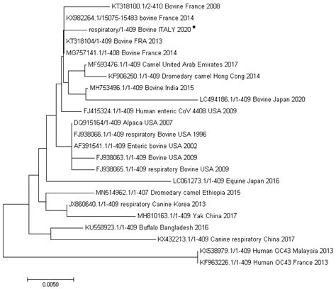Fatal Interstitial Pneumonia Associated with Bovine Coronavirus in Cows ...