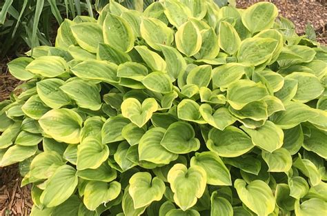 golden tiara hosta - Trees Today Nursery