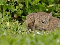 Image result for Sleeping Bunny Faces