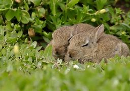 Image result for Sleeping Rabbit Drawing