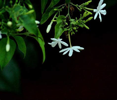 Buy Creative Farmer Jasmine Plant (Royal Jasmine) Jasminum Officinale ...