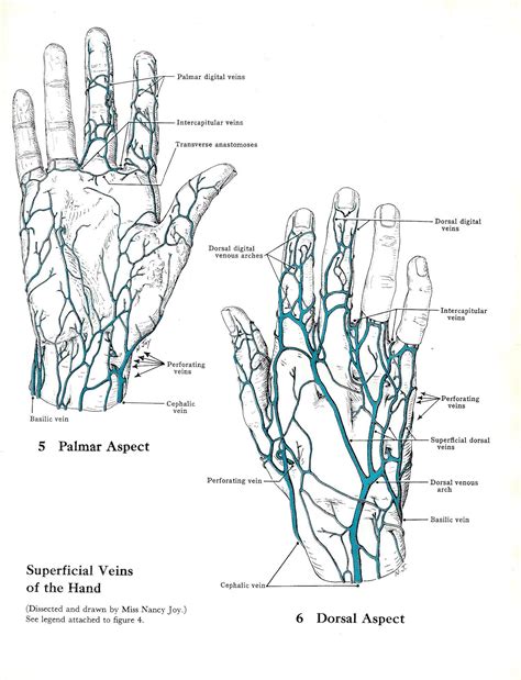Hand Vein Chart at Melodie Joan blog