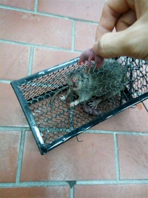 老鼠被關在籠子放了一夜，第二天來看竟然發現它在籠子裡生崽了 - 每日頭條