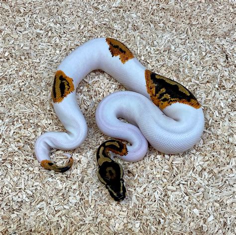Image result for Pumpkin Pie Ball Python