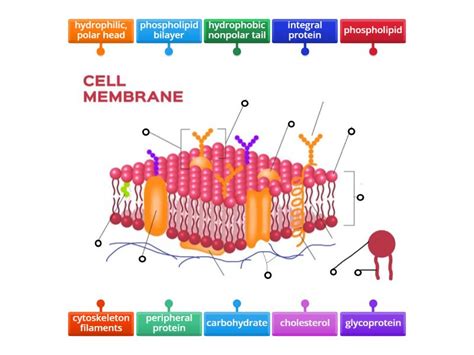 Cell Membrane Structure - Labelled diagram
