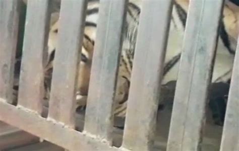 Tigress Avni Shot Dead From Close Range. She Leaves Behind Two Cubs & A ...