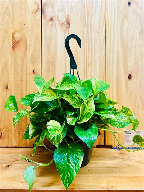 Hanging Baskets – Houseplants New York LLC | Live Lucky Bamboo ...