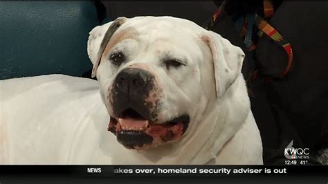 Meet 'Angel' the American Bulldog mix up for adoption