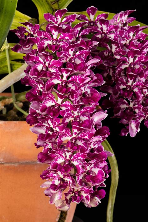 Rhynchostylis gigantea - The Giant Rhynchostylis | Smithsonian Gardens
