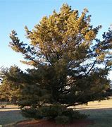Image result for Korean Pine