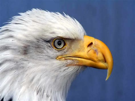 Free picture: haliaeetus leucocephalus, bald, eagle, details, up-close ...