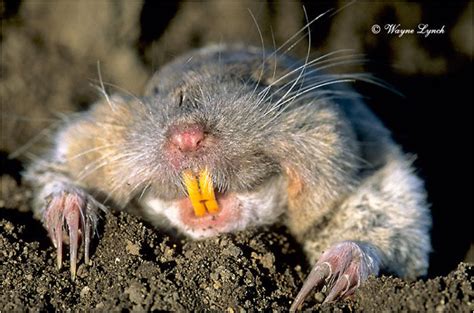 Image result for Gopher Probe