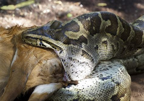Python Eats Eagle 的图像结果
