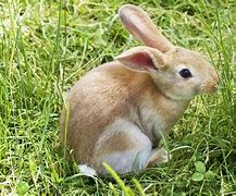 Image result for Easter/Passover Bunny