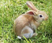 Image result for Bunny Ears Art