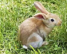 Image result for The Real Life Easter Bunny