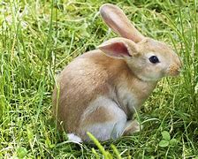 Image result for Cool Bunny Ideas Pics