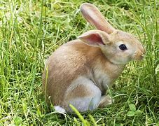 Image result for Pastel Easter Bunny