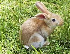 Image result for What Does Easter Bunny Look Like