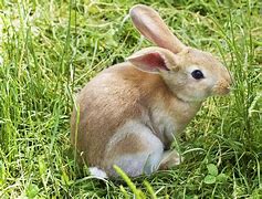 Image result for Template of Easter Bunny