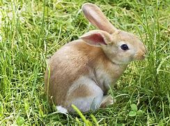 Image result for Baby Bunny Stock Image
