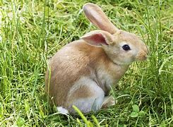 Image result for Baby Bunny Paintings