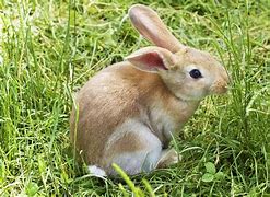 Image result for Easter Bunny Pictures for Kids