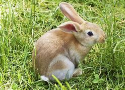 Image result for Bunny Friz Baby