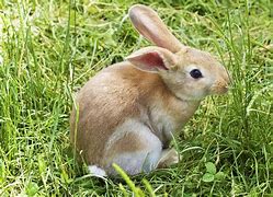 Image result for Picture of a Cute Bunny