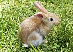 Image result for Bunny Smile
