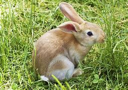 Image result for Cute Bunny JPEG