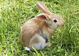 Image result for Bunny for Kids