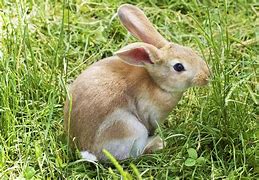 Image result for Happy Bunny