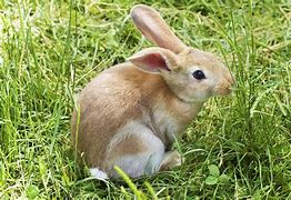 Image result for Bunny Cold