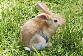 Image result for Kitty and Bunny