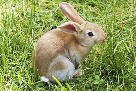 Image result for Cute Score Bunny